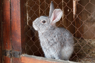 Small animals and home visits