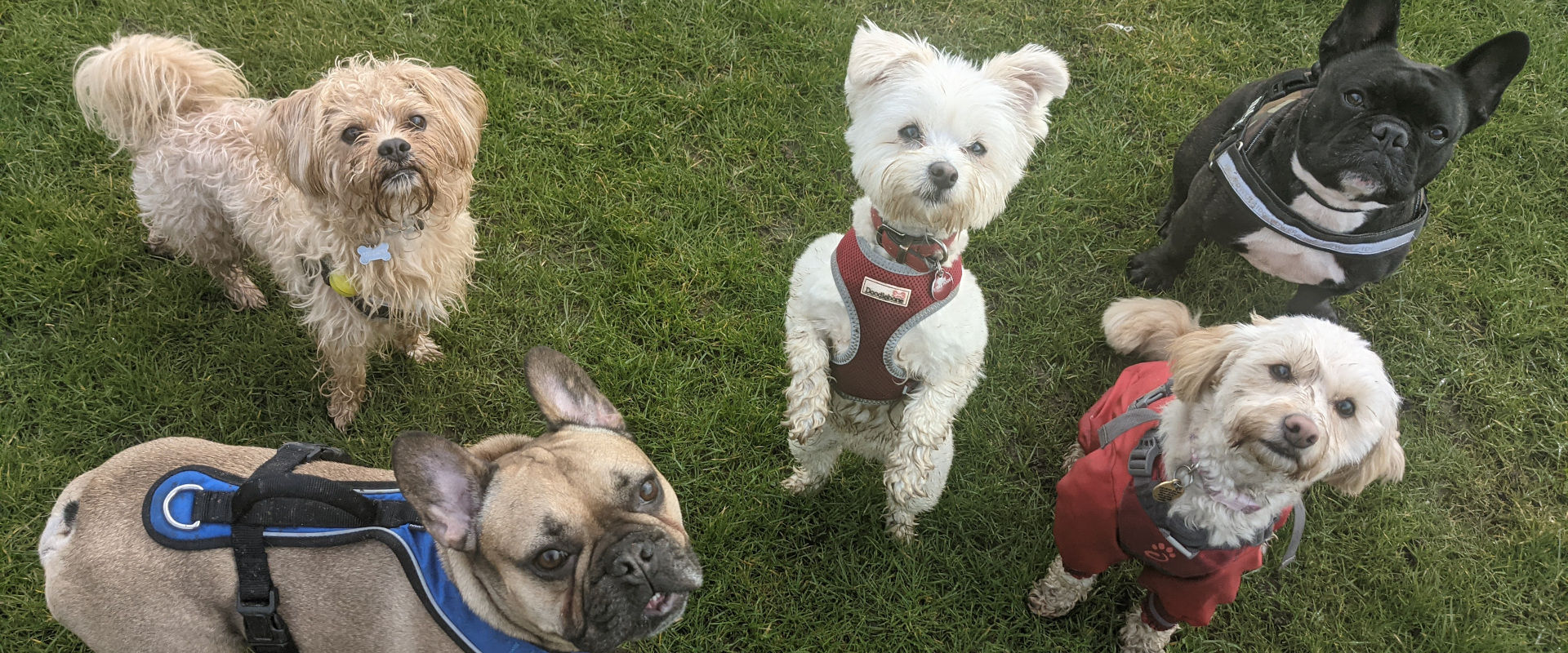 Walks with friends