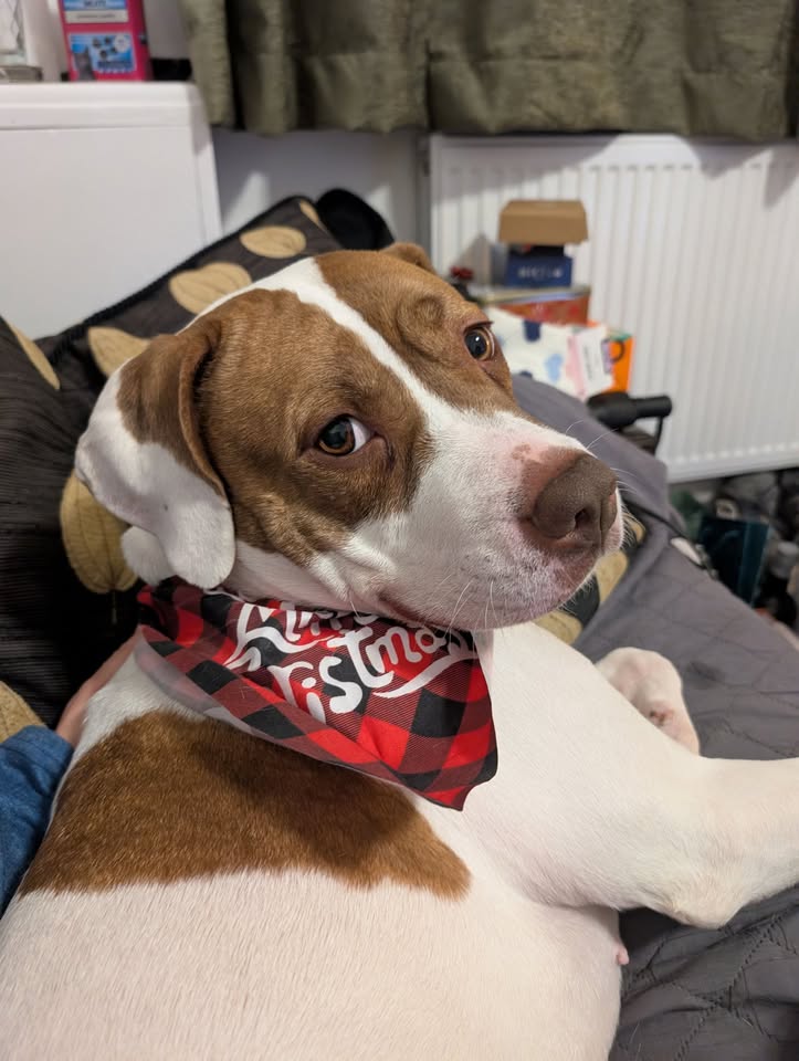 When your Christmas day is over and you have that contented and full feeling, lounging on the sofa with those you love 
Pepper's face says it all 🥰❤️😍