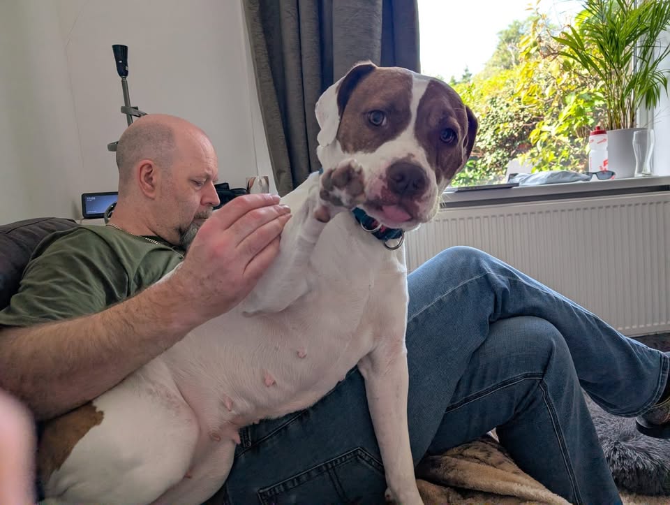 Today, 26th August, is international dog day.
So, to celebrate your beloved pooches, why not share a photo!

Here is my PepperPot!